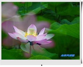 荷花爆料二次曝光视频,揭秘幕后真相与精彩瞬间 第2张 荷花爆料二次曝光视频,揭秘幕后真相与精彩瞬间 第2张